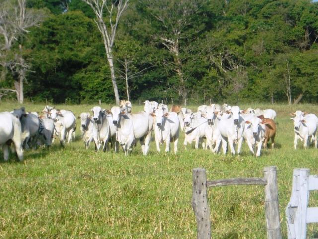 Fazenda 21.100 ha Diamantino MT - Foto 11