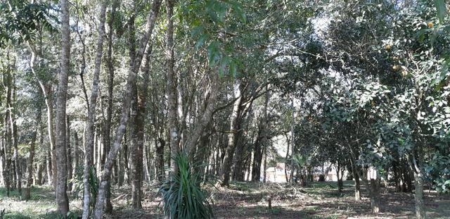 Vendo ou Troco Chácara em Contenda - 3.600 m2 - Foto 18