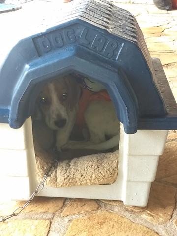 Casinha de cachorro usada tamanho 2 - Foto 2