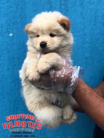 Chow-chow Vermelho/Creme/Dourado/Preto/Branco - todos no excelente padrão da raça - Foto 4