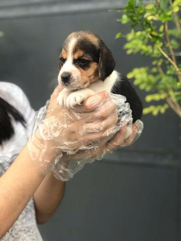 Beagle mini, a pronta entrega, com garantia de saúde - Foto 3