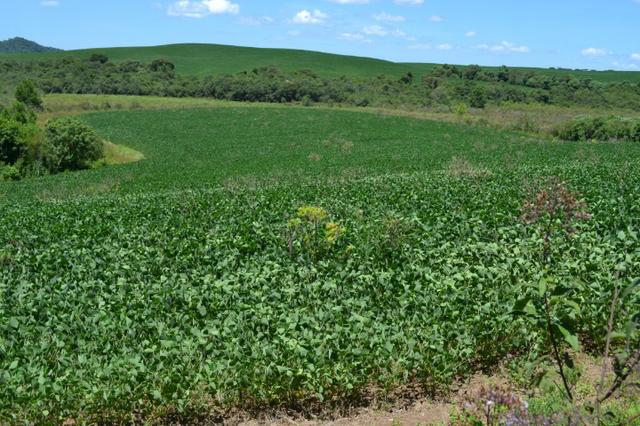 Oportunidade Produtor Rural Terreno em Bela Vista do Toldo