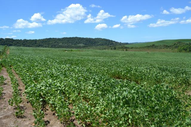 Oportunidade Produtor Rural Terreno em Bela Vista do Toldo - Foto 3