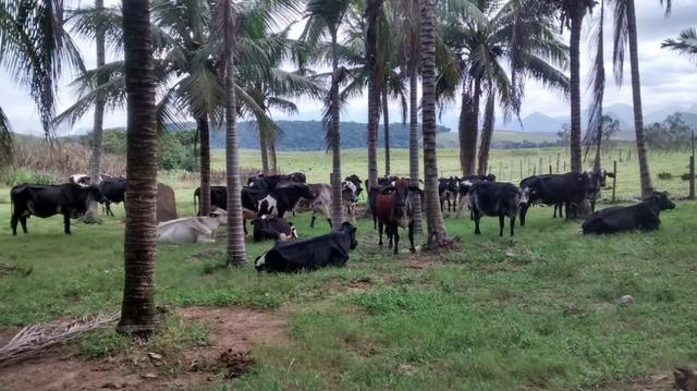 Venda-se ou troco está propriedade de 8.7 alqueires Município cachoeiro Itapemirim/ES
