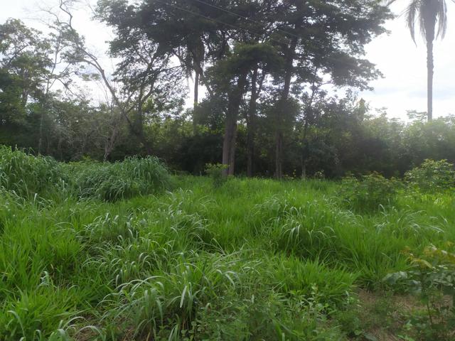 Vendo terreno a 4km da Água Quente - Foto 5