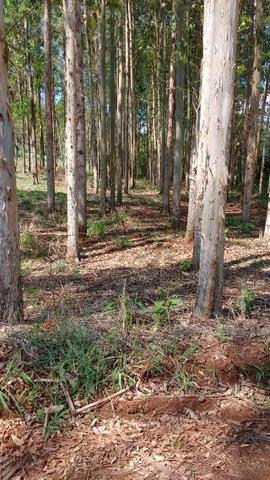 Vendo ou alugo área de pastagem 15.5 alqueires - Foto 8