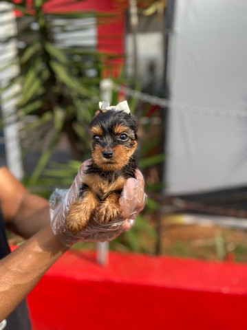Yorkshire Terrier, filhotes com pedigree ^-^ * Alexandre
