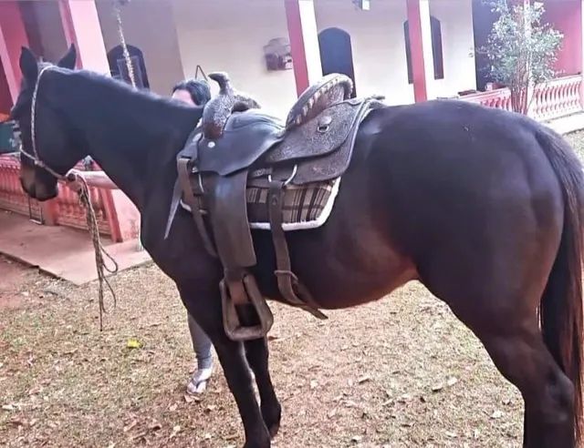 Traia de cavalo  +63 anúncios na OLX Brasil