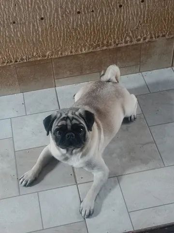 Pug macho disponível para cobertura ( cruza) leia o anuncio