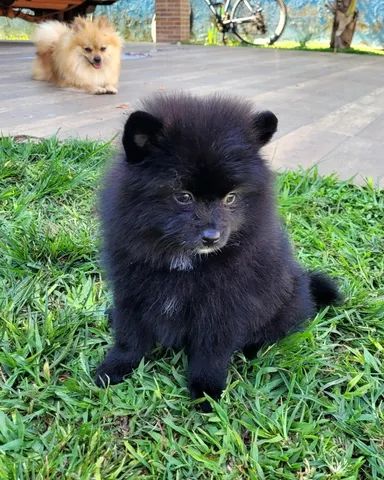 Spitz Alemão anão - Lulu da Pomerânia - FÊMEA- 12x sem juros - envio grátis. - Foto 3