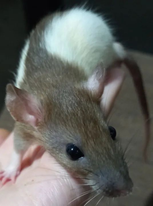 Doa-se ratos twisters bh