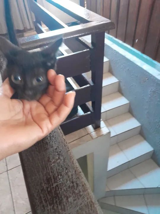 Gatinha linda e um machinho - Foto 5