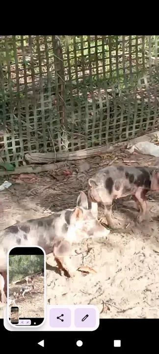 Leitões para engorda - Foto 6