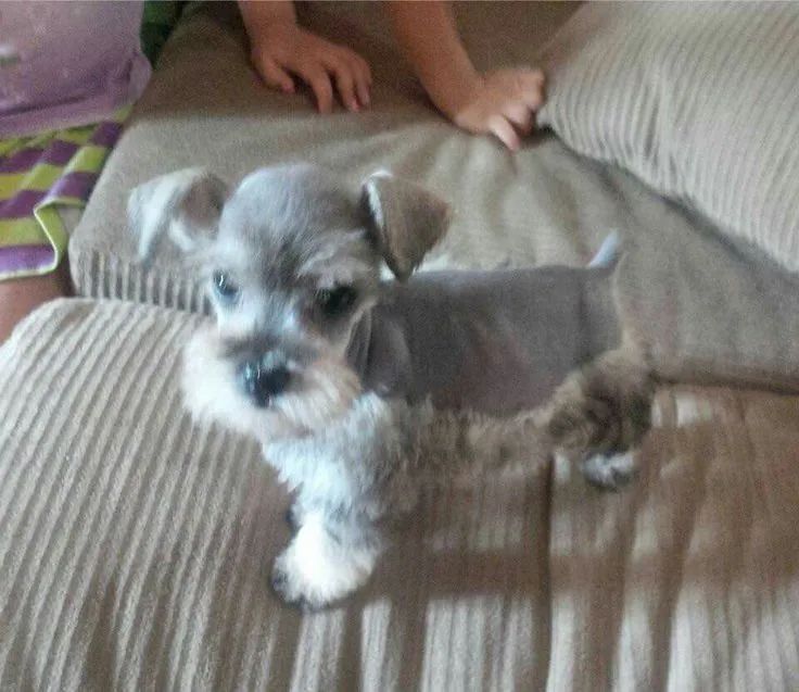 Schnauzer lindos filhotes 