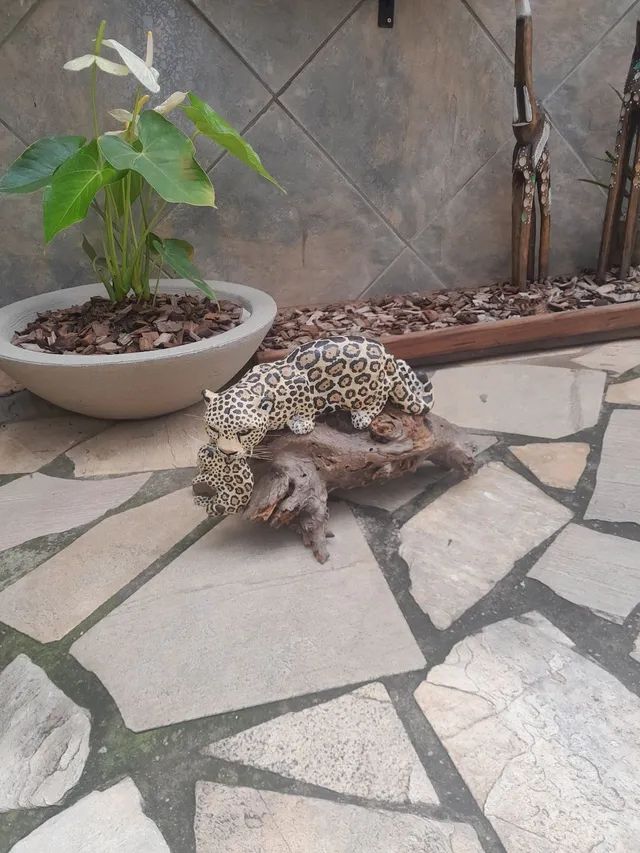 Onça com filhote antiga  - Foto 3