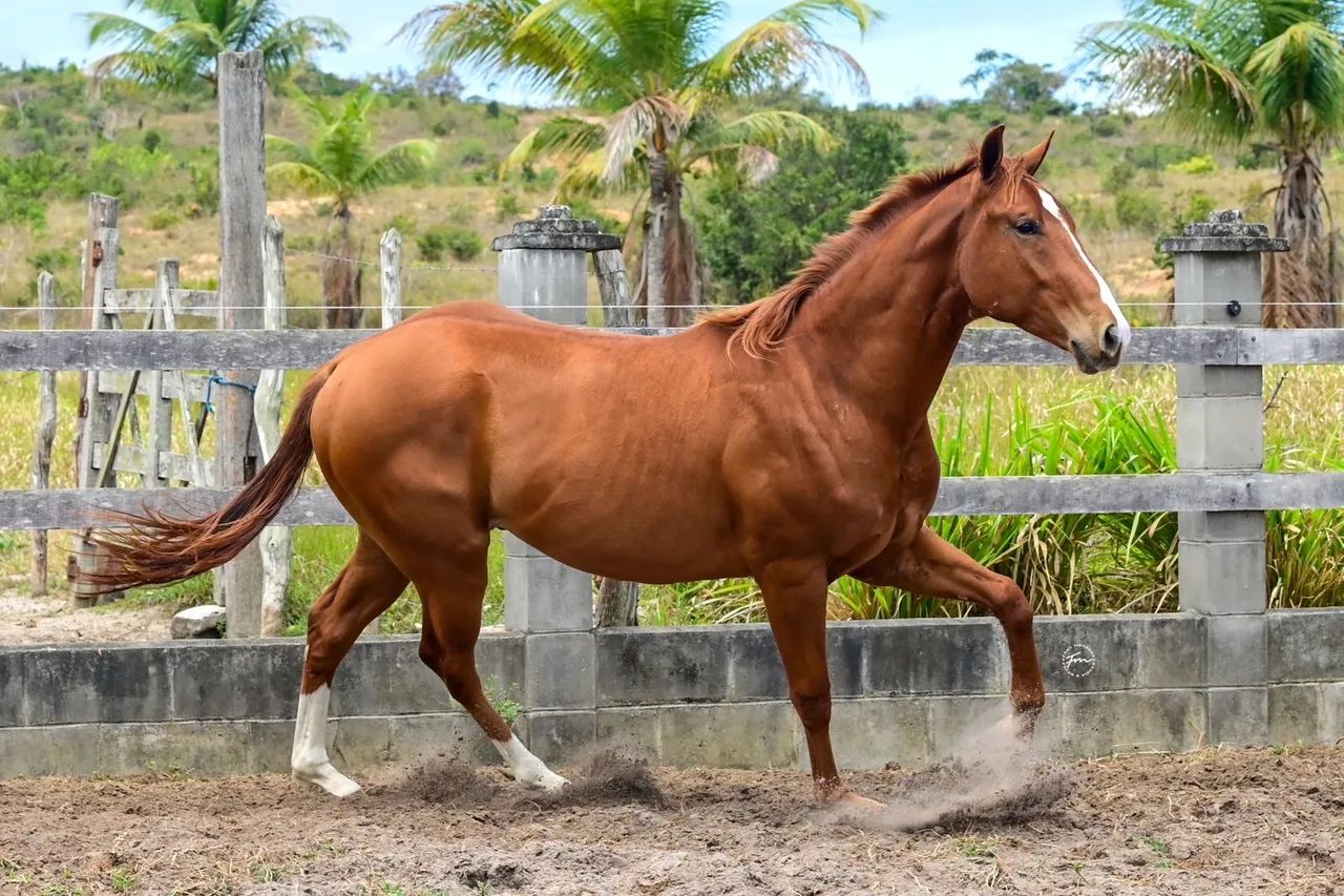 Potro QM com documento 