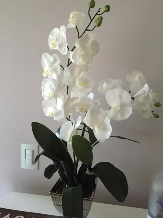 Vaso orquídeas brancas
