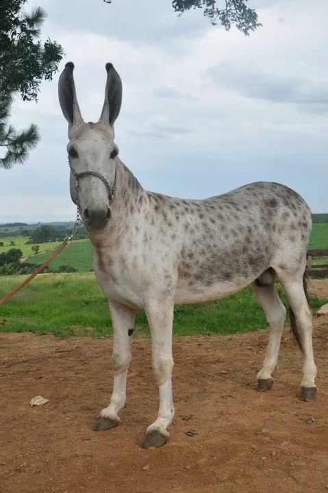 Burro 1,5anos  - Foto 2