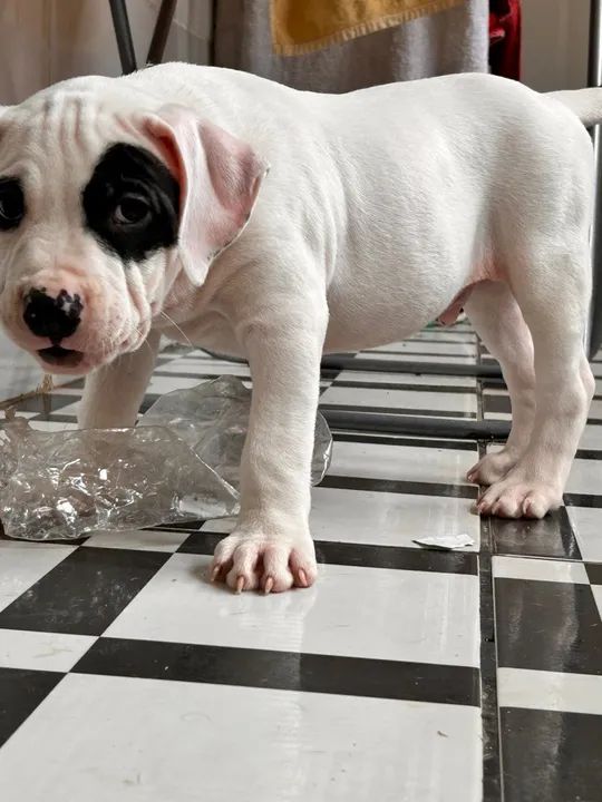 FILHOTE PIT MONSTER DE PROCEDÊNCIA PREÇO DE OCASIÃO - Foto 2