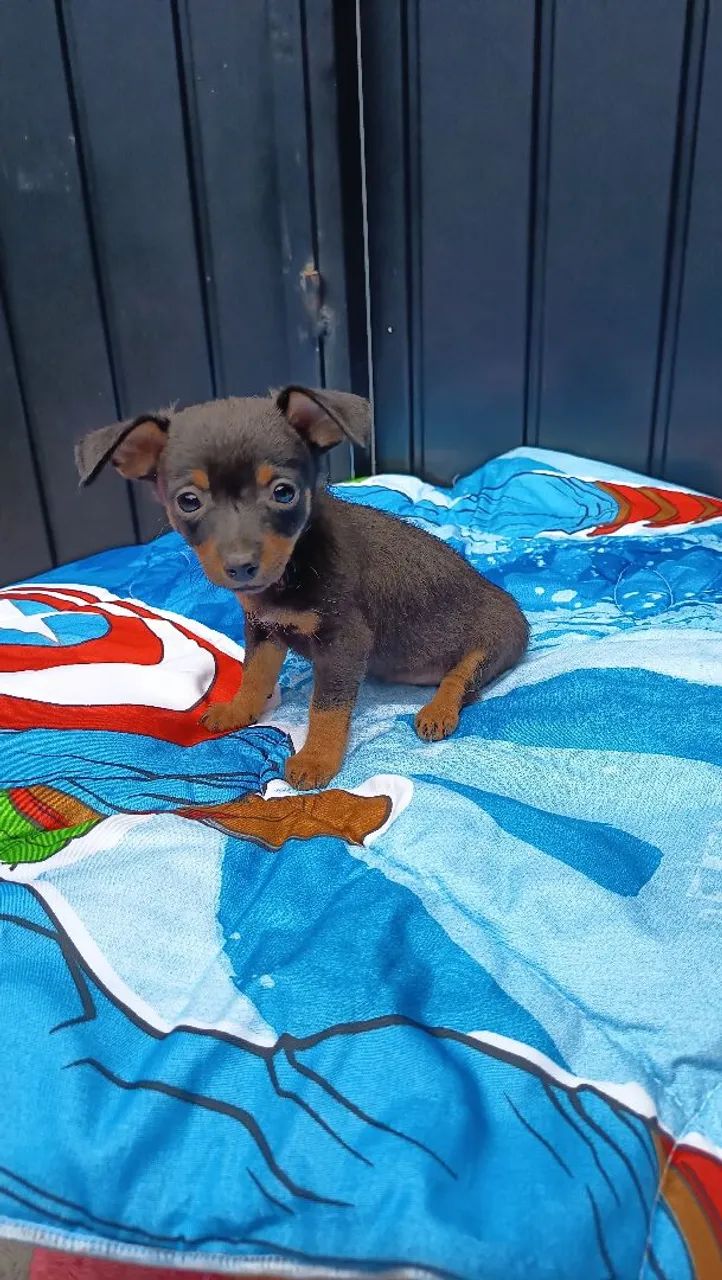 Lindos filhotes de pinscher macho e femea parcelo e entrego  - Foto 2