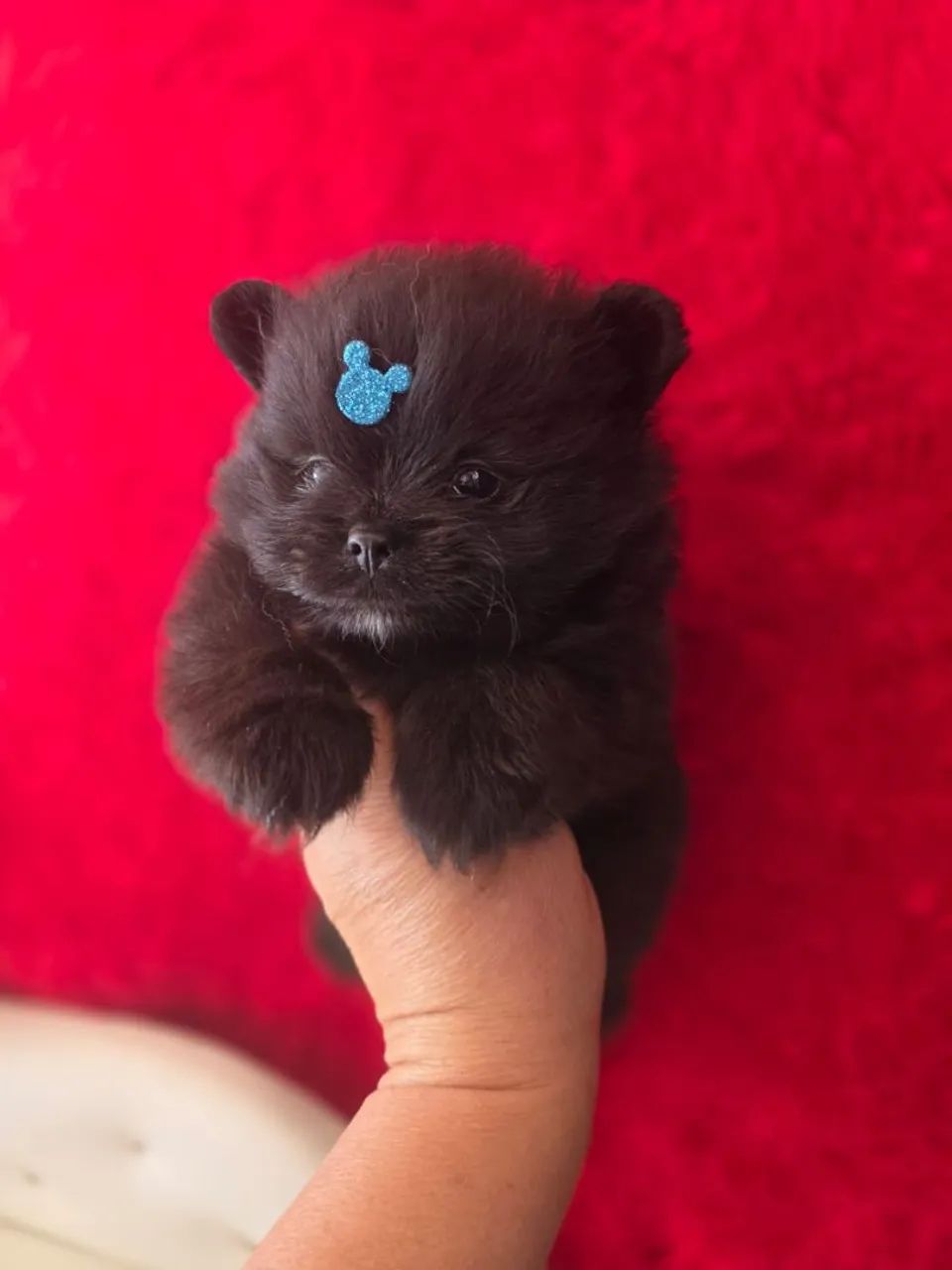 Dois filhotes de Spitz Alemão - Foto 3