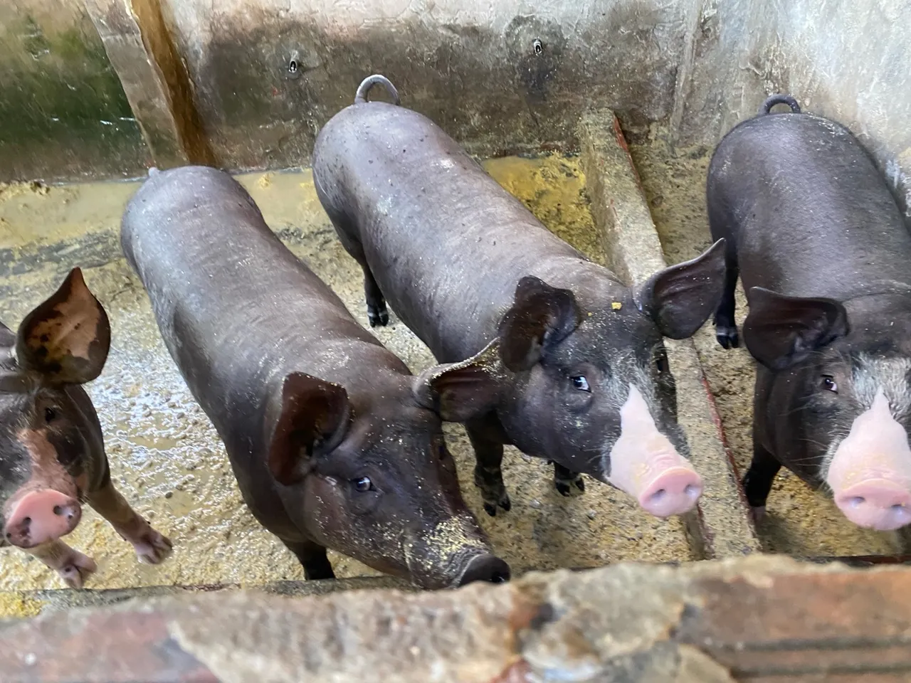 Porcos para Criação - Animais de Qualidade
