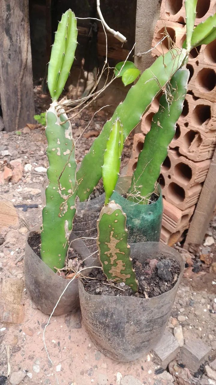 Pitaya  Vermelha (mudas) - Foto 2