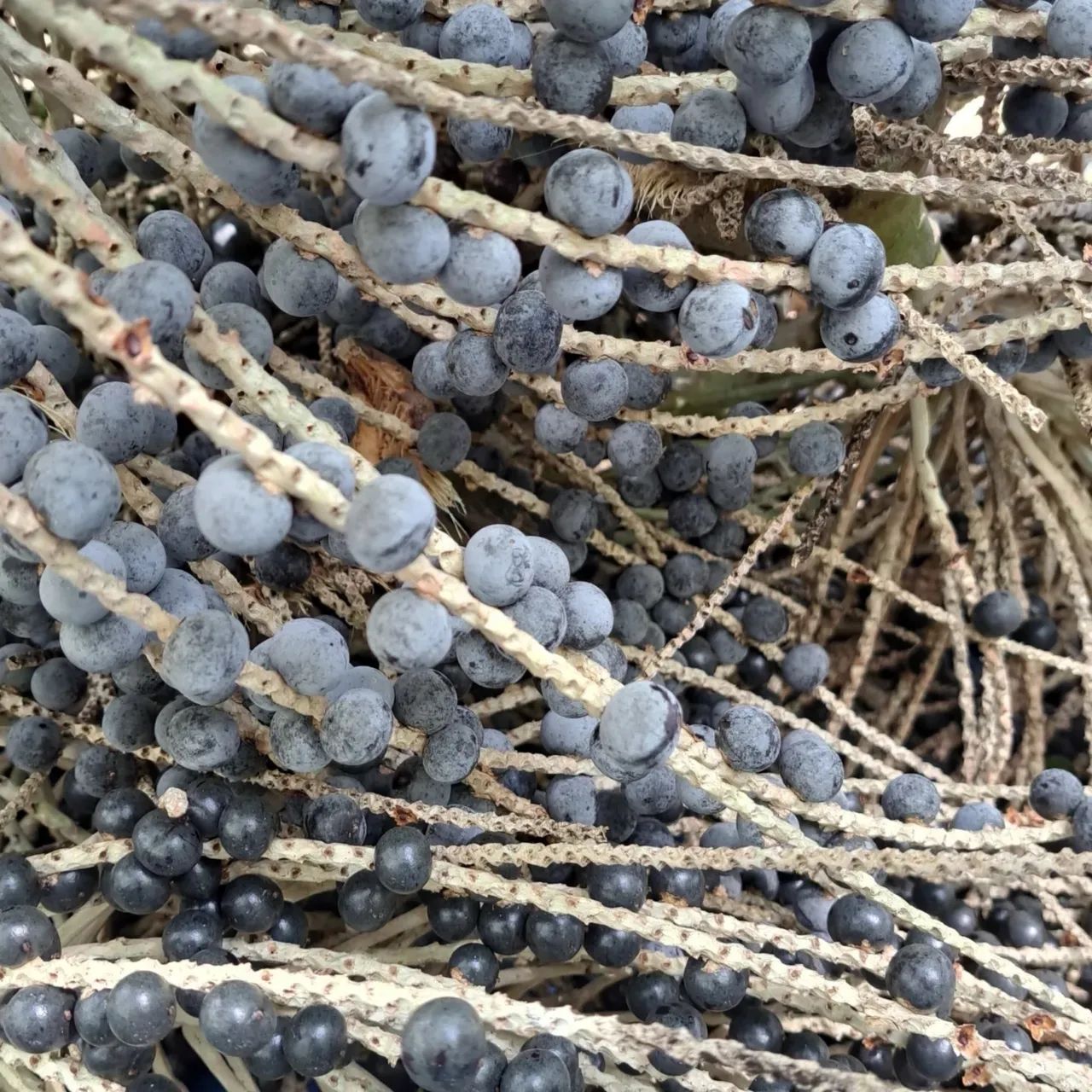 SACA DE AÇAÍ 50kgs | AÇAÍ EM CAROÇO | Brs? Pará