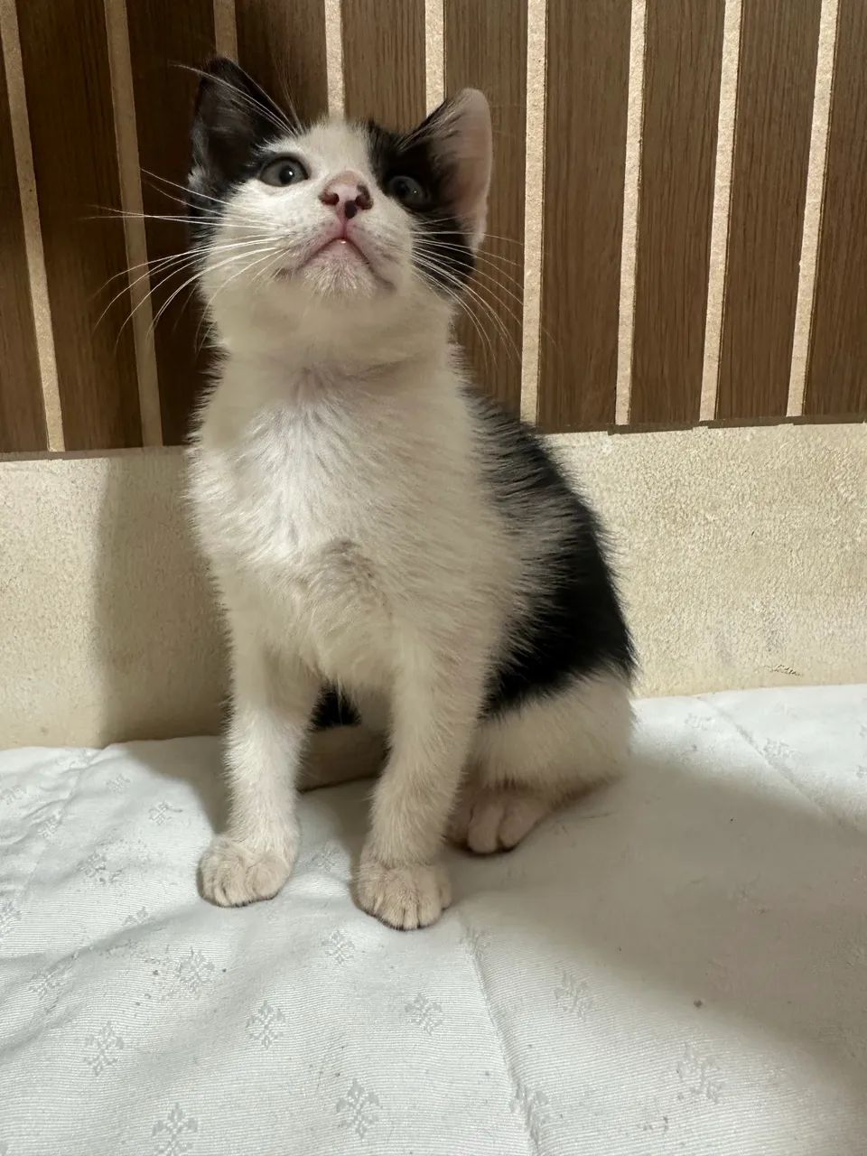 Doa-se lindos filhotes de gatos  - Foto 2