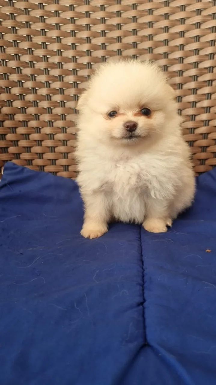 Filhote de Spitz Alemão