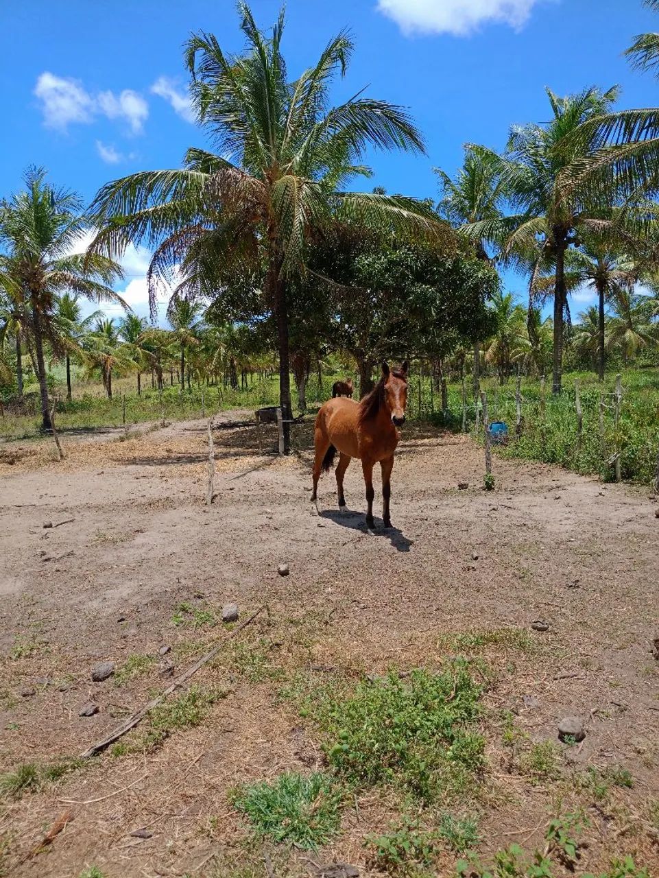 Potra dócil mestiça de quarto de milha  - Foto 2
