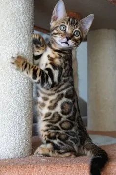 Vende-se Filhotes  Bengal 