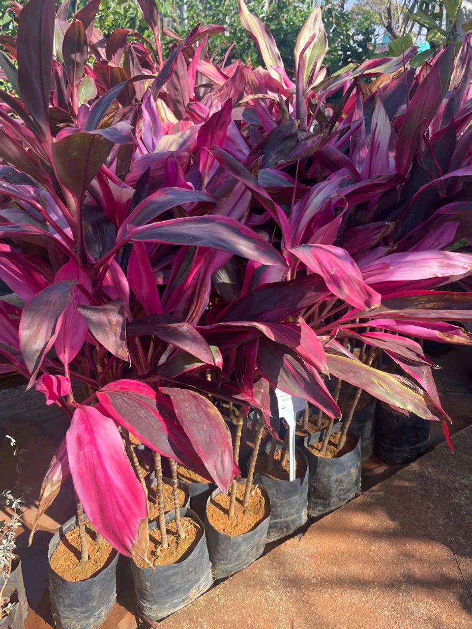 Cordyline Rubra 