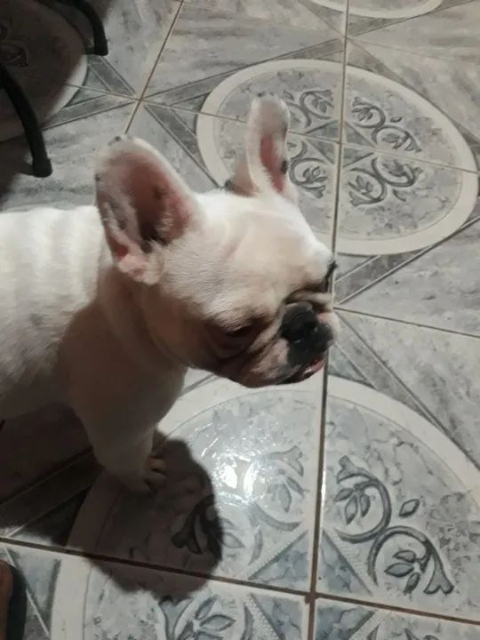 Buldogue francês  femea - Foto 6