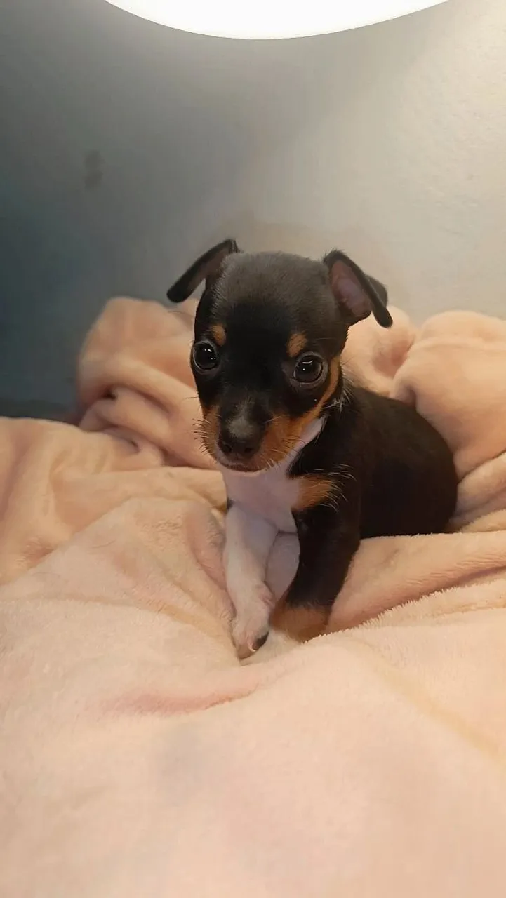 Pinscher Zero miniatura Macho.