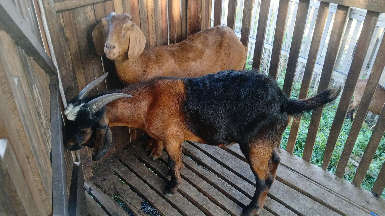 Bode e Cabras jovens para venda