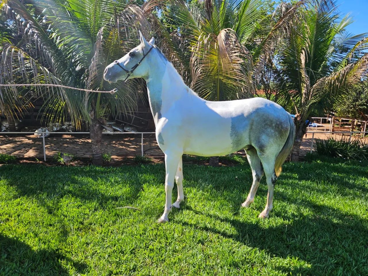 Cavalo mangalarga marcha picada  - Foto 3