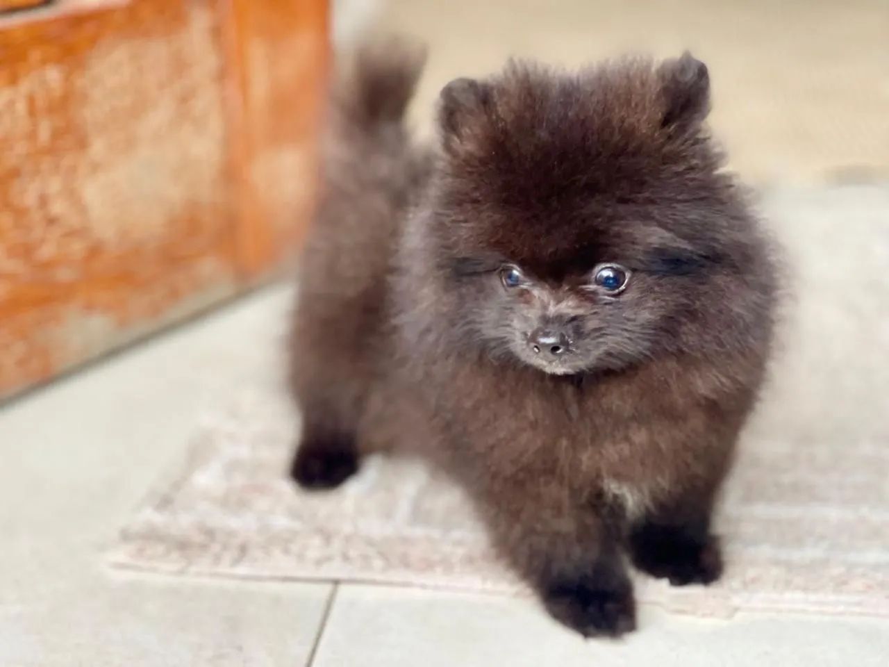 Lindos machinho de Spitz alemão com pedigree e microchip  - Foto 4