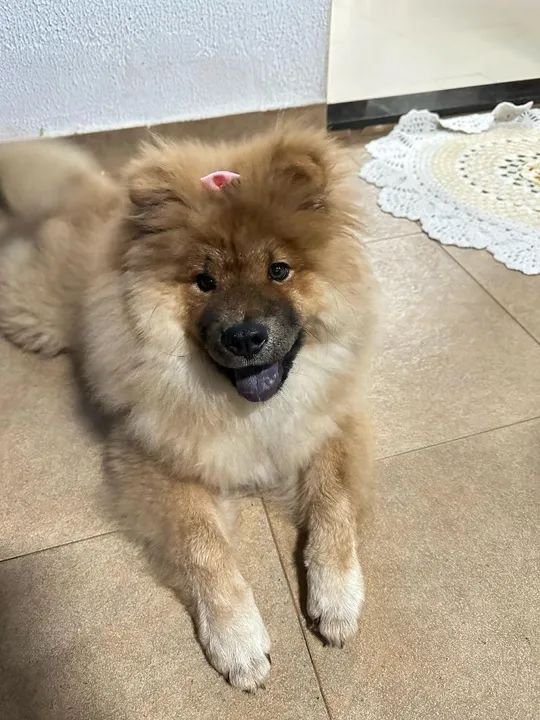 Chow Chow  - Foto 3