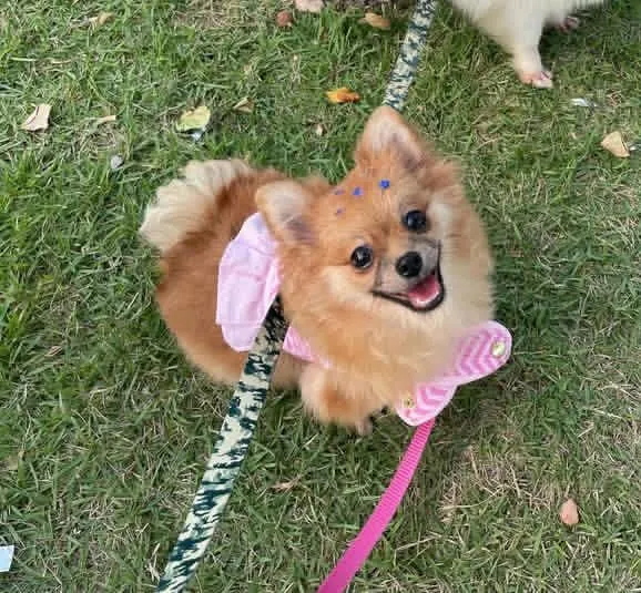 Spitz Alemão Fêmea - Amor e Fofura!
