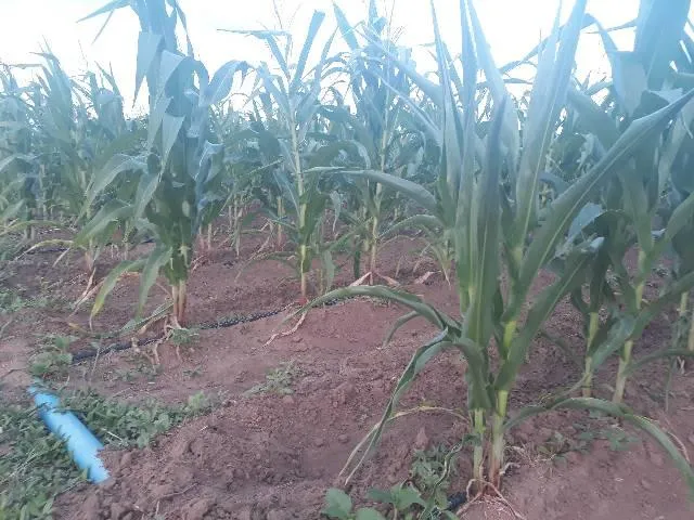 Fazenda com 20 hectares no jardins municipio de São José de Mipibu
