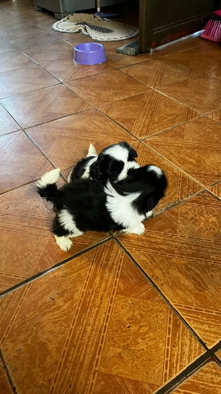 Shih Tzu