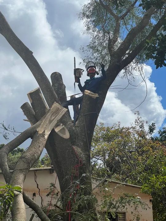 Corte e poda de árvores   - Foto 3