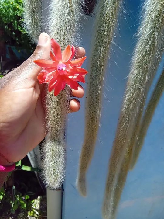 Cactus Raro com Flor | Rabo de Macaco  - Foto 5