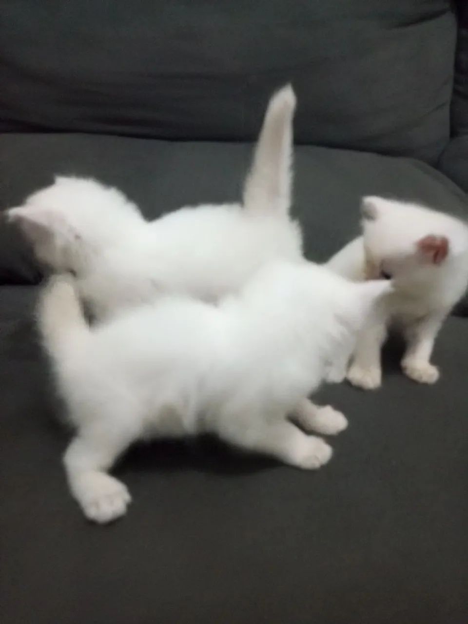 Lindos filhotes de gato persa - Foto 3