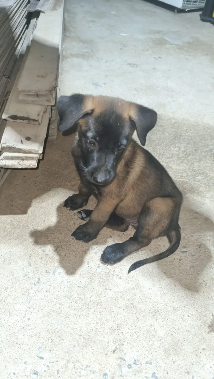 Filhote de Pastor Belga Malinois