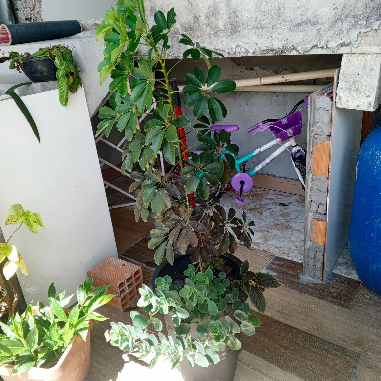 Lindas plantas naturais  - Foto 6