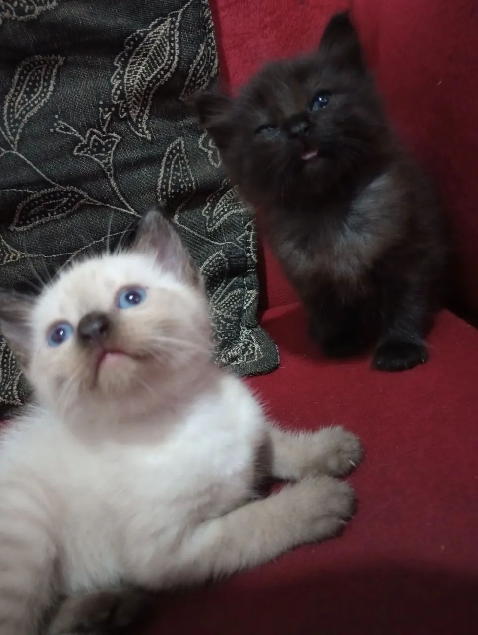 Gatinhos fofos Raça Bombaim  - Foto 5