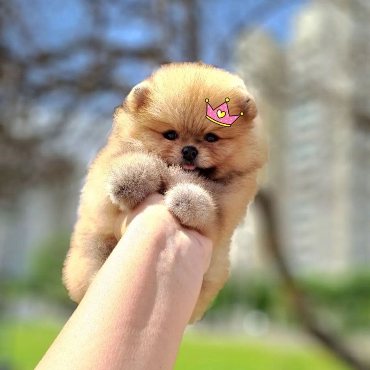 Ursinhos Laranjas Lulu da Pomerânia  - Foto 4