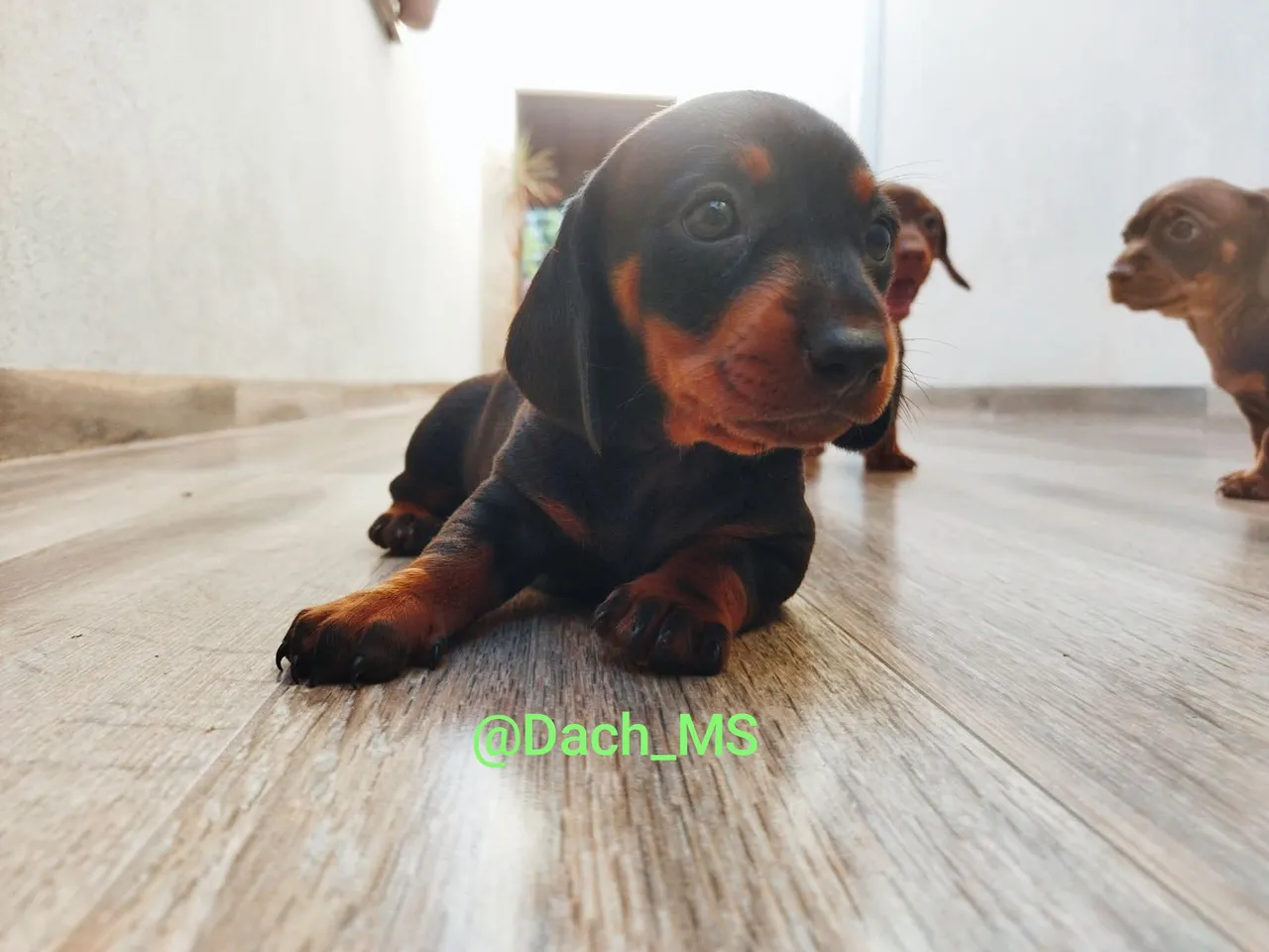 Basset dachshund c pedigree mini